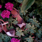 Sandalen dames - Visconte